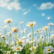 © สมชัย ้พาลแก้ว - A beautiful, sun-drenched spring summer meadow. Natural colorful panoramic landscape with many wild flowers of daisies against blue sky. A frame with soft selective focus.