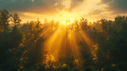 Poster - Breathtaking sunrise shining through tall trees, illuminating a tranquil forest with golden rays, evoking peace and serenity.