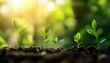 © Andrii - Nature'S Growth: Agriculture And Plant Growth Sequence Under Morning Sunlight And Dark Green Blur. Germinating Seedling Growth Process With Copy Space For Ecology And Growth Enthusiasts.