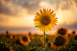 © Андрей Сапожников - Sunflowers facing the sun in the morning light