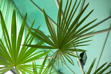 Fresh green fern a leves.