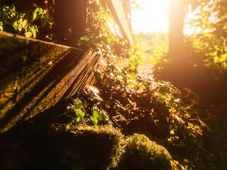 Wall Mural - A wooden fence with a path in between. The path is lined with trees and leaves. The sun is shining through the trees, creating a warm and inviting atmosphere. Hot season mood and vibe.