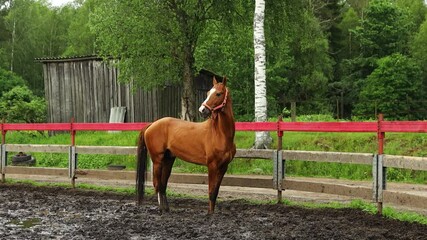 Poster - A brown horse stands in a muddy field with green grass and clouds in the sky