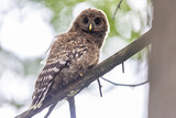 Młody puszczyk uralski, The young ural owl, Strix uralensis
