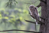 Młody puszczyk uralski, The young ural owl, Strix uralensis