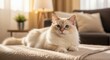 © phj.domingos - Ragdoll cat relaxing on a blanket in a living room, domestic feline pet portrait, soft light indoor photo