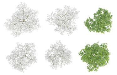 Wall Mural - set of 3d illustration trees of magnolia officinalis on transparent background, png plant