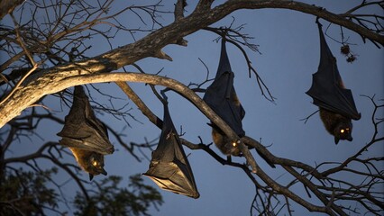 bat in the forest