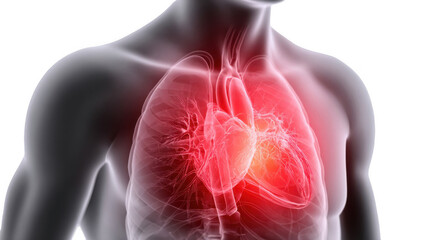 Poster - medical illustration showing human chest highlighting heart beating and lungs breathing with transpa