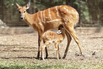 Wall Mural - sitatunga mother takes care of her child