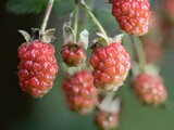 Cluster of Unripe Blackberries on the Vine