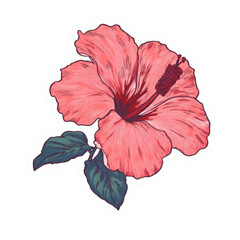 Aufkleber - Detailed botanical illustration of a coral hibiscus flower with dark green foliage