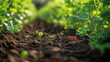 © Kashem - Data Driven Farming Tools Highlighted By Soil Moisture Sensor In Agricultural Field