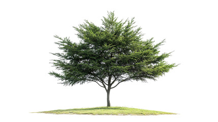 Wall Mural - Majestic high-resolution cedar tree isolated on pure transparent background PNG cutout—ideal for landscape design, botanical illustration, and sustainable architectural visualization projects