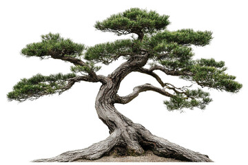 Wall Mural - High-resolution Choi-moi tree PNG cutout isolated on transparent background — ideal for landscape renderings, botanical illustrations, tropical garden design and sustainable architectural visuals