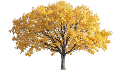 Wall Mural - high-resolution hard maple tree isolated png cutout on crisp transparent background, ideal for lands