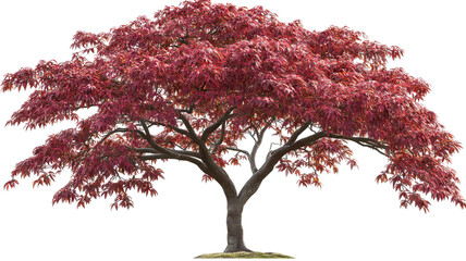 Wall Mural - japanese maple tree isolated png cutout with vibrant red foliage — ultra-high-resolution transparent