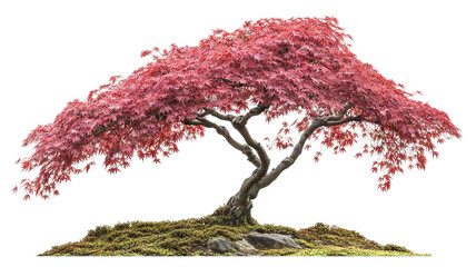 Wall Mural - japanese maple tree isolated png cutout with vibrant red foliage — ultra-high-resolution transparent