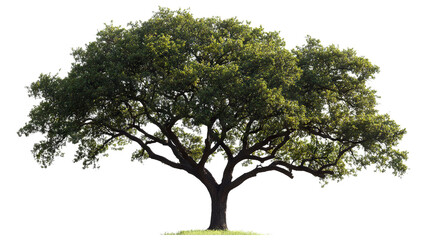 Wall Mural - Majestic mature mango tree isolated on crisp transparent background — ultra-high-resolution PNG cutout ideal for landscape design, botanical illustrations, tropical fruit branding, and eco-friendly