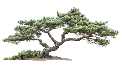 Wall Mural - Majestic pine tree isolated on pure transparent background — ultra-high-resolution PNG cutout perfect for graphic design projects, botanical illustrations, landscape renderings and eco-friendly