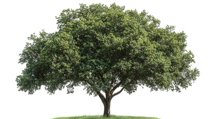 Wall Mural - Majestic white oak tree isolated on transparent background — ultra-high-resolution PNG cutout ideal for landscape design, botanical illustration and eco-friendly architectural renderings