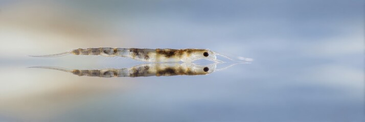 Poster - Detailed Scientific Image of Mosquito Larva Swimming Horizontally in Water with Clear Body and Head Aquatic Lifecycle Study and Research Promotion