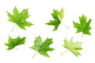Wall Mural - High-resolution floating green leaf PNG with transparent background – dynamic collection of flying leaves perfect for nature-inspired graphic design and cutout compositions