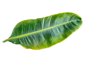 Wall Mural - High-resolution green palm leaf isolated on transparent background — realistic tropical foliage PNG cut-out element for exotic nature composites, eco branding, botanical graphic design assets