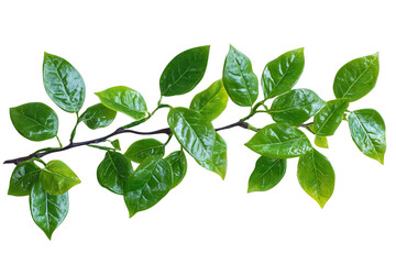 Wall Mural - High-resolution isolated green plant leaves PNG on transparent background – versatile cutout for botanical illustrations, eco-friendly branding, and nature-inspired graphic design