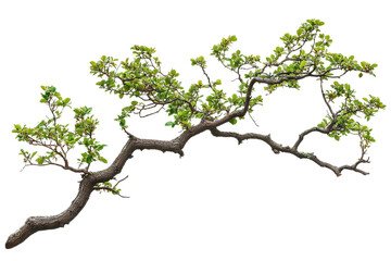 Wall Mural - high-resolution flowering tree branch overlay isolated on transparent background png – realistic bot