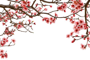 Wall Mural - high-resolution flowering tree branch overlay isolated on transparent background png – realistic bot
