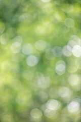 Wall Mural - a blurry green background with a few green leaves
