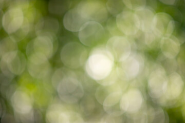 Wall Mural - the image is a blurry green background with white circles
