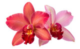 Beautiful orchid flowers in pink and red for floral design and tropical flower background and wallpaper use