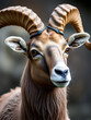 © Michael - Altai argali close-up portrait (Ovis ammon ammon)
