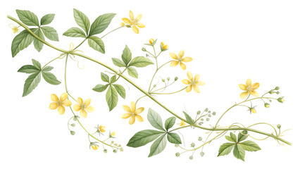  Delicate Green Creeper with Tiny Yellow Flowers Illustration