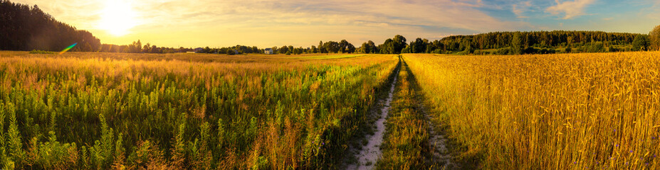 Wall Mural - dirt road along a wheat field at sunset. horizontal banner