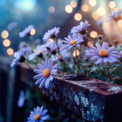 Poster - Purple wildflowers with yellow centers bloom on rustic fence, glowing softly in dreamy evening bokeh light