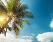 © Krystal - copy space of tropical palm tree with sun light on sky background