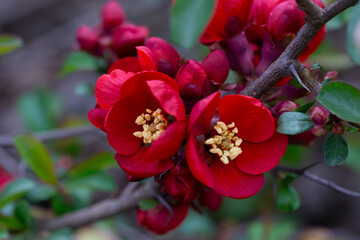 Wall Mural - Plant of flowering wild Japanese quince (Chaenomeles japonica) on a sunny day. Lot of beautiful red flowers of Japanese quince as natural background