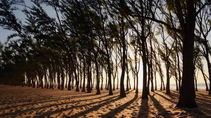 Poster - Sunlit beach serenity with tall trees casting long shadows sand, tranquil coastal landscape sunset, peaceful natural landscape