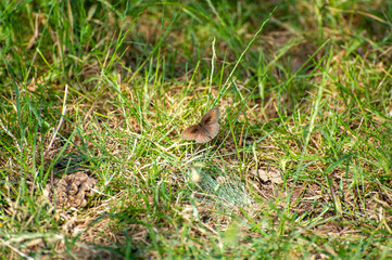 butterfly of meadow brown in the grass