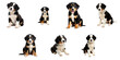 puppy portraits of a large Swiss mountain dog breed in various poses and expressions isolated on a transparent background showcasing their playful and adorable nature
