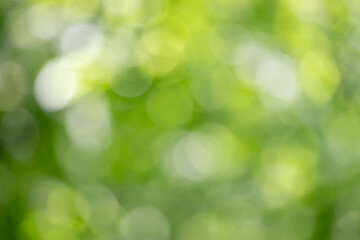 Wall Mural - a blurry green background with a few green leaves