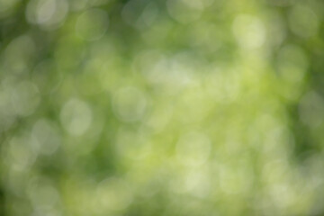 Wall Mural - the image is a blurry green background with a few green leaves