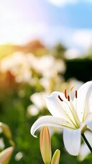 Wall Mural - Elegant white lilies bloom in a sun-drenched field, creating a serene floral landscape with soft bokeh and a light, airy feel.