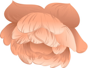 Poster - Flat design is forming overlapping peach coral petals as stylized bloom, transparent background