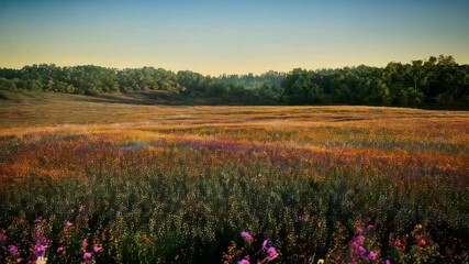 Wall Mural - Rustic wooden birdhouse in a vibrant flower meadow, under a clear blue sky, showcasing nature's beauty and tranquility during golden hour.