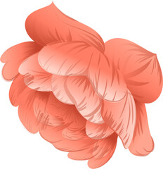 Poster - Overlapping coral-pink curved petal shapes are swirling in flat design with transparent background