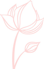 Poster - Botanical line art is showing pink flower bloom and bud on curved stem with transparent background